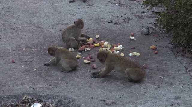 Group of barbary macaques foraging for food on the ground in gibraltar