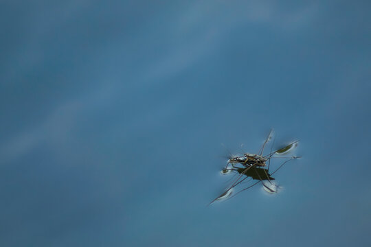 Water Strider Insects Floating on Clear Blue Water Surface Showing Surface Tension