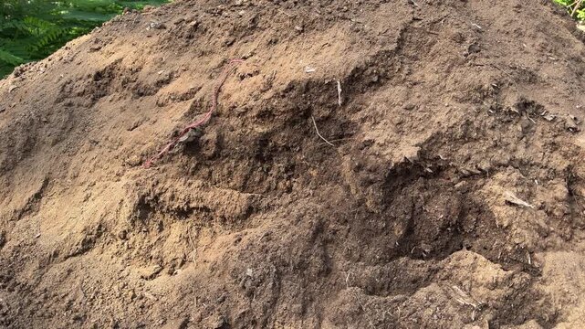 Earthworm crawling on a rich compost pile