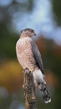 Cooper Hawk Perched on a Tree Stump Looking Around in Forest Outdoors