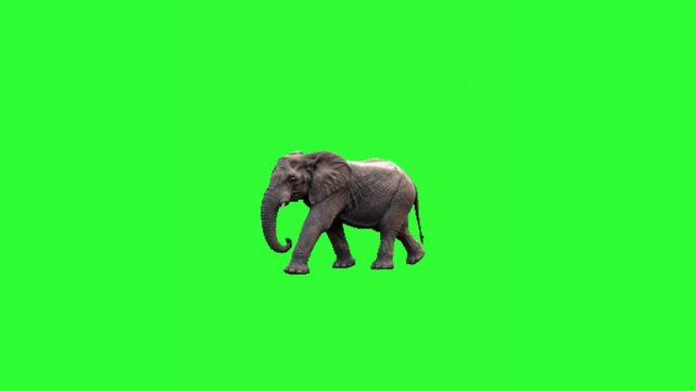 Realistic animated elephant walking steadily on a bright green chroma key background, designed for wildlife documentaries, educational media, nature storytelling, video compositing, and motion graphic