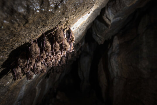 Bat colony roosting in dark cave interior with dramatic shadows