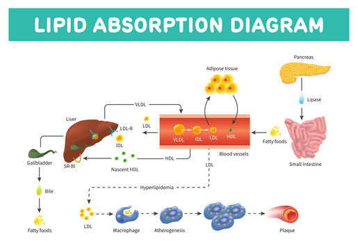 Lipid absorption diagram showing fat digestion and metabolism process.