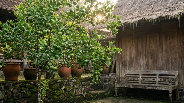 Rustic tropical courtyard with lush potted greenery stone wall wooden bench and thatched roof showing traditional village architecture natural textures and island living for tourism marketing