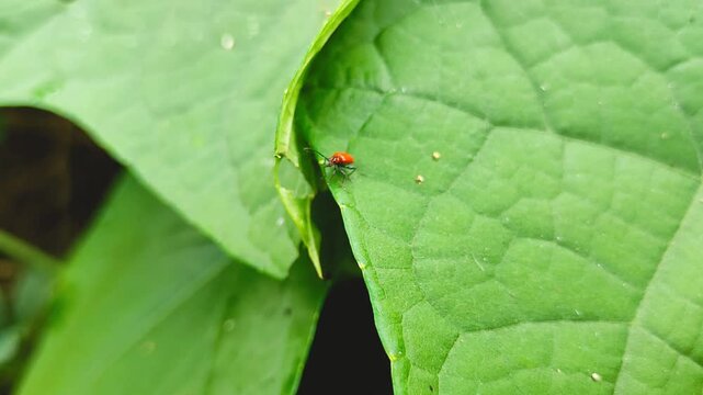 red insect crawls along the edge of a fresh green leaf