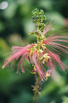 Some cat's whiskers flowers are already in bloom, while others are still waiting for their time to come. The blurred green background adds to the natural feel of this photo.