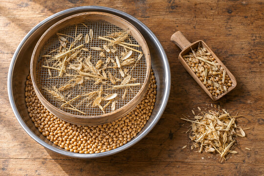 Wheat Grain and Straw in Wooden Sieve on Rustic Worktable