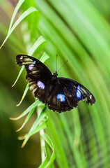 Possibly a Purple-spotted Swallowtail butterfly: black background with blue-spotted wings and green leaves, close-up of a butterfly from the Papilionidae family © Yf