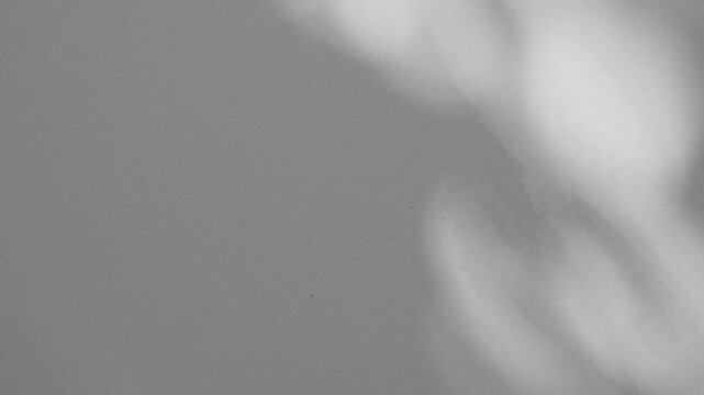 Wall interior background, studio and backdrops show products.with shadow from window color white and grey. background for text insertion and presentation product	