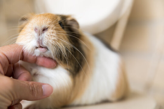 A close up a pet guinea pig getting a scritch