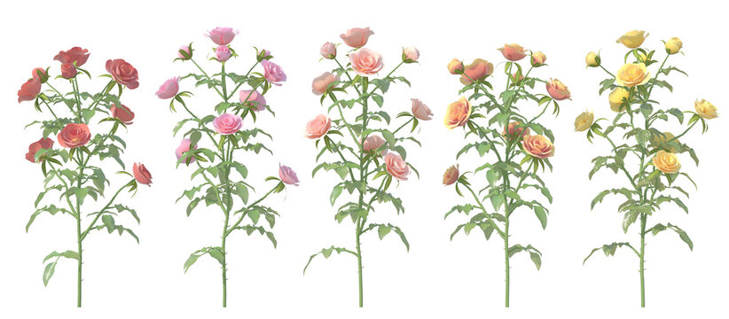 バラの花　5種セット
