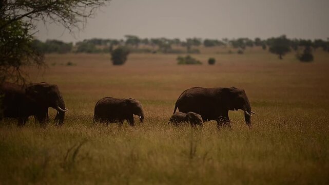 Giants of Africa: Elephant Herd Walking Across Frame in Slow Motion