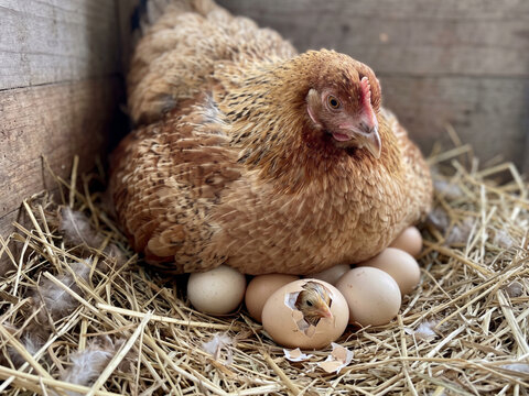 mother hen brooding hatching egg