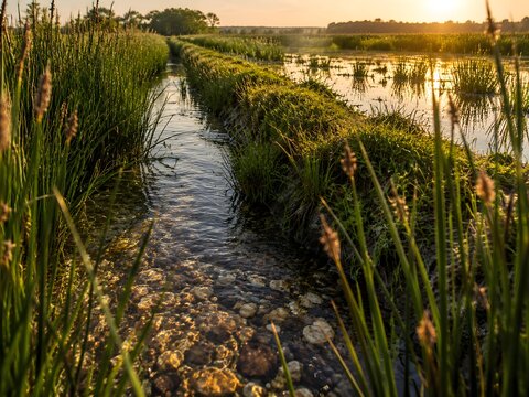 Two stage field ditch with low berm separating channel from flood shelf rush fringes