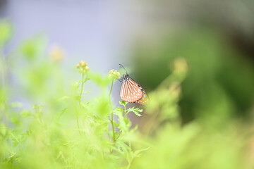 Blue Tiger butterfly Tirumala limniace resting on a wildflower in Hong Kong © Mykhailo