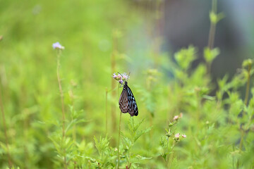 Blue Tiger butterfly Tirumala limniace resting on a wildflower in Hong Kong © Mykhailo