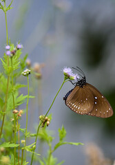 Common Indian Crow butterfly with brown wings and white spots feeding on a small purple wildflower in Hong Kong. © Mykhailo