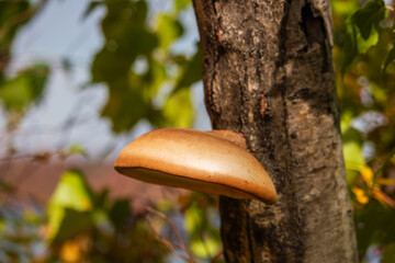 Bracket fungus growing laterally out of a vertical tree trunk © jun