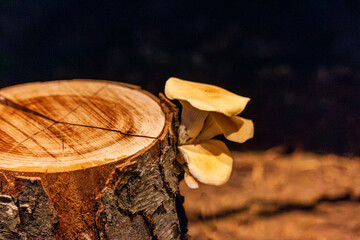 Bracket fungus growing laterally out of a vertical tree trunk © jun