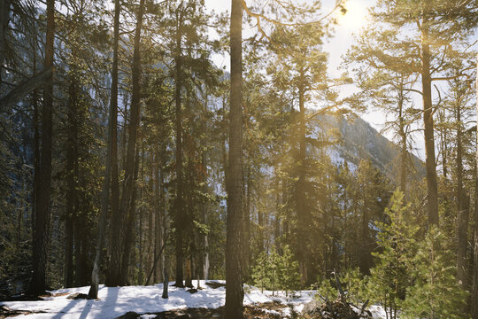 Warm sunlight breaks through evergreen cedar forest trees in the snowy mountain valley of the Republic of Buryatia, Russia, highlighting wild Siberian wilderness and alpine nature