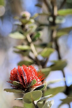 Isolated Scarlet Banksia (Banksia coccinea) inflorescence, South Australia