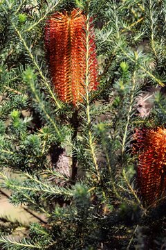 Heath-leaved banksia (Banksia ericifolia) in flower, South Australia