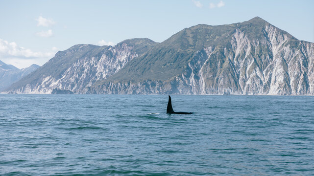 A wild killer whale swims in the deep ocean waters along Kamchatka Peninsula in Russia, showing its black dorsal fin above the surface with majestic rocky coastal mountains in background