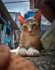 Stunning cat © Abhishek