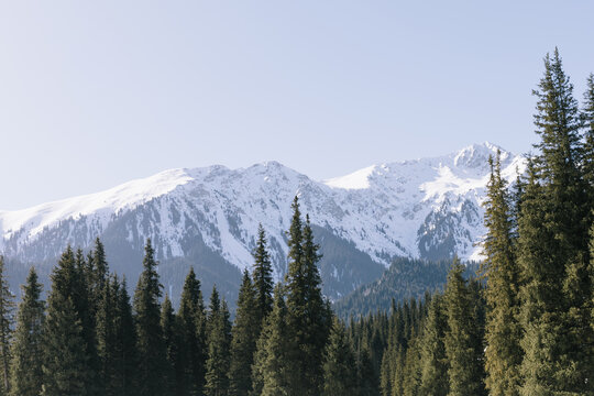 Scenic view of evergreen pine trees against snow covered mountain range in Kok Jayik valley within Issyk Kul region of Kyrgyzstan on clear sunny day showcasing alpine landscape