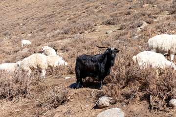 Black horned goat looking at the camera while standing on dry mountainous pasture among a herd of grazing white sheep on an arid steep slope during a sunny day in rural highlands © TravelFlow