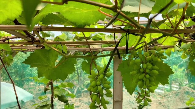 Fresh green grapes hanging on vine trellis in greenhouse vineyard plantation