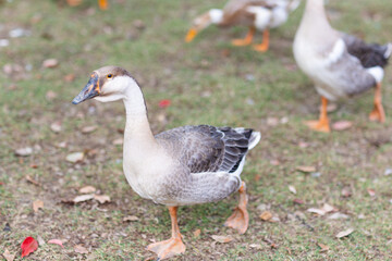 Goose Pair Walking on Grass in Outdoor Farmyard © Алина Бузунова