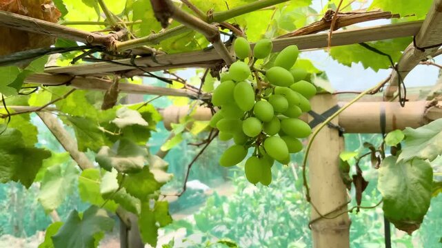 Bunch of fresh organic green grapes hanging on a grapevine trellis in a sunny agricultural vineyard orchard.