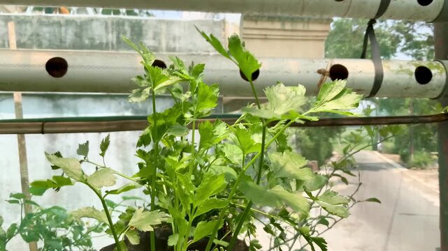 Celery Plant Growing in Polybag on Balcony Hydroponic Garden