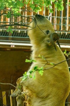 golden takin (Budorcas taxicolor bedfordi) reaching branches
