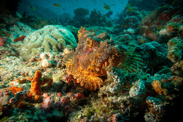 Camouflaged scorpionfish on a coral reef in the Maldives © feel4nature