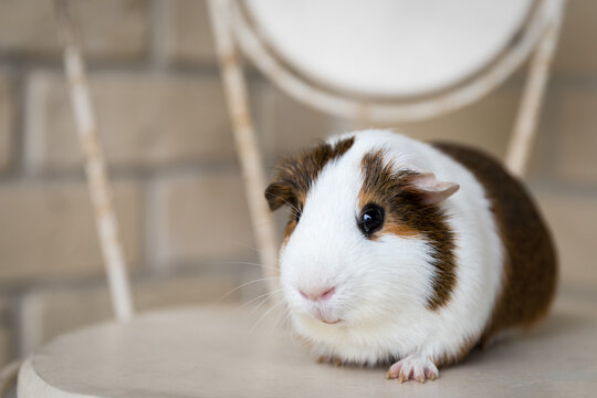 Portrait of a tri-coloured pet guinea pig