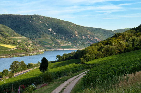 Terraced vineyards above the Rhine River