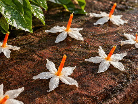 White Shiuli Flowers with Orange Tubes Covered in Dew on Terracotta Stone