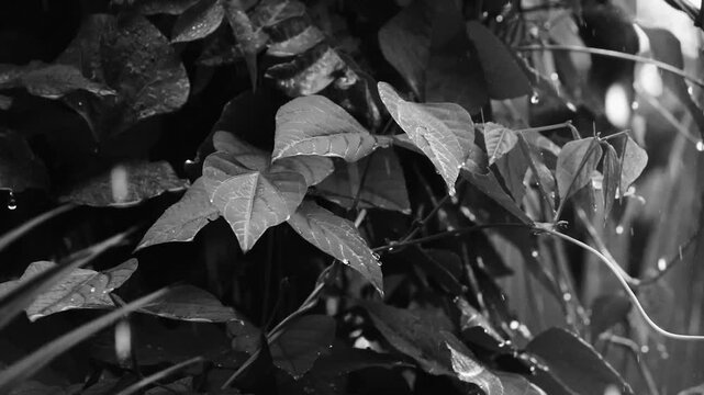 Monochrome rain falling on wet foliage and leaves in tropical garden closeup
