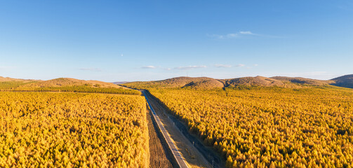 Fototapeta premium Straight Highway Cutting Through Endless Golden Larch Plantation Forest
