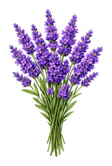 Obraz premium PNG Vibrant lavender bouquet illustration.