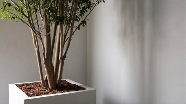 Interior landscaping featuring 4m multi-stemmed crape myrtle tree planted in white fiberglass container with pine bark mulch