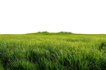 Naklejka premium Lush green grass field landscape.