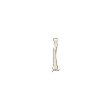 Human Radius Bone Anatomy Vector Illustration, Forearm Bone on the Thumb Side Connecting the Elbow and Wrist, Proximal and Distal Landmarks for Medical Education
