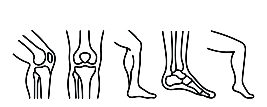 Human Knee and Ankle Anatomy Line Art Icons Set Isolated on White Background for Medical Education
