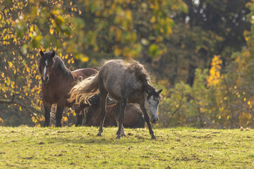 Pferd im Herbst © Nadine Haase