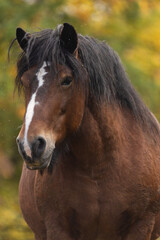 Pferd im Herbst © Nadine Haase