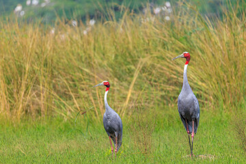 Fototapeta premium pair of sarus crane