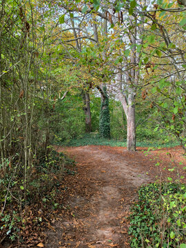 Forest path in autumn with fallen leaves and ivy-covered trees